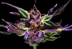 Ken's Original Grand Daddy Purple Feminisiert
