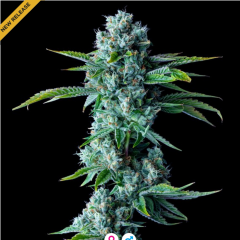 Skywalker Kush Feminisiert