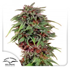 Durban Poison Feminisiert