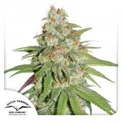 Glueberry O.G. Feminisiert