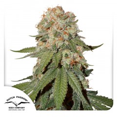 Orange Bud Feminisiert