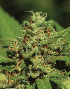 Emerald Fire OG Auto