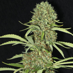 Jamaican Dream Feminisiert