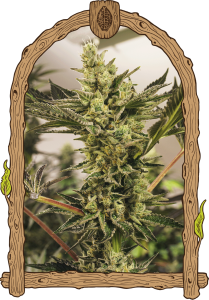 Banana Mash Auto