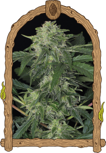 Jungle Fever Auto 