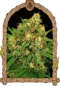 Tangerine Kush Regulär