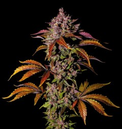 Blackberry Auto
