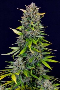 Blue Dream Auto