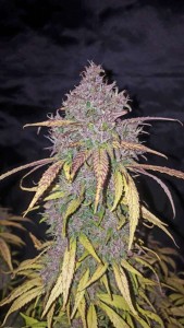 C4 Auto