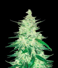 CBD Auto 1:1 (CBD Crack) Auto