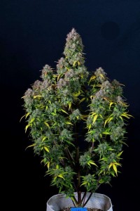 Cream Cookies Auto