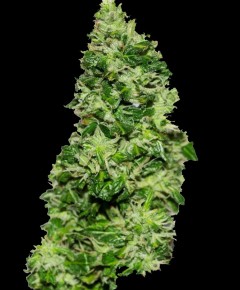 Original Critical Auto