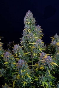 Gelato Auto