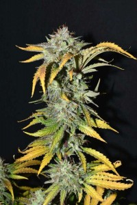 Grapefruit Auto