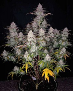 Green Crack Auto