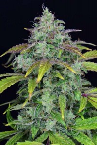 Lemon AK Auto