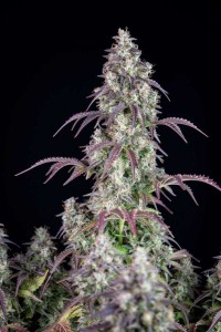 Lemon Pie Auto