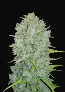 Original Northern Lights Auto