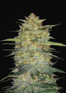 Original OG Kush Auto
