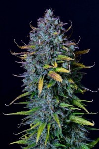Pineapple Express Auto