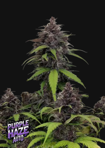 420FastBuds Purple Haze Automatic Hanfsamen Cannabisblüte