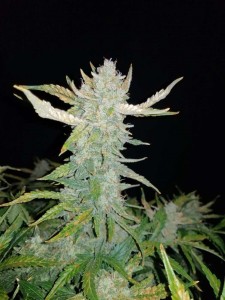 Rhino Ryder Auto