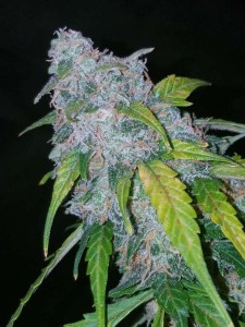 Six Shooter Auto