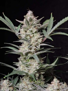 Strawberry Gorilla Auto