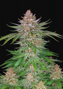 Strawberry Pie Auto