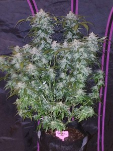 Tangie Auto