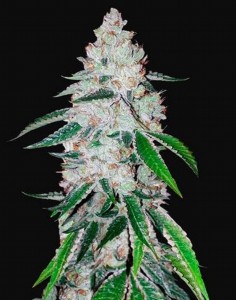 West Coast O.G. Auto