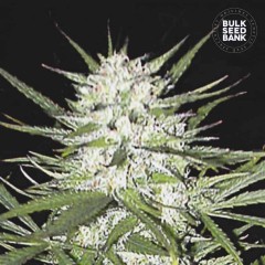 Early Top Skunk Feminisiert