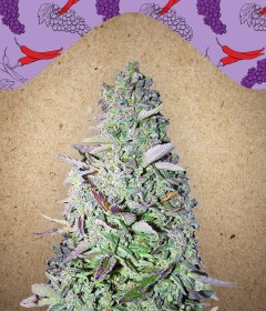 Purple Maroc Feminisiert