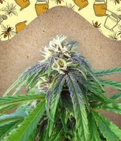 Easy Sativa Feminisiert