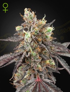 Gelato 41 x Gelato 41 Automatic
