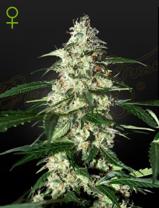Super Bud Automatic