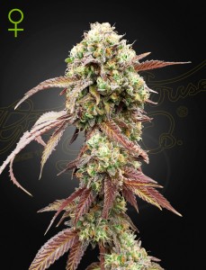 West Coast OG x Gelato 41 Automatic