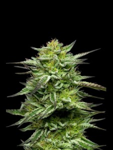 Mountaintop Mint Feminisiert