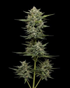 Vanilla Latte Auto