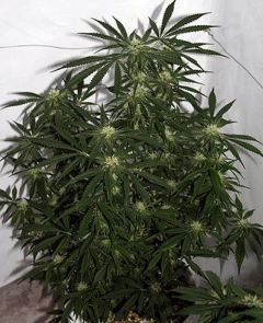 Early Skunk Haze Regulär