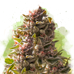 Aurora Indica Auto
