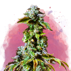 Durban Poison Feminisiert