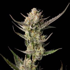 OG Kush Feminisiert