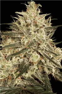 Atomical Haze Feminisiert