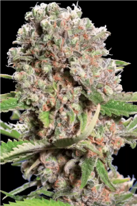 Mendocino Skunk Feminisiert