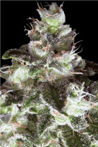Original White Widow (IBL) Feminisiert