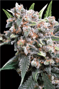 Wappa Auto