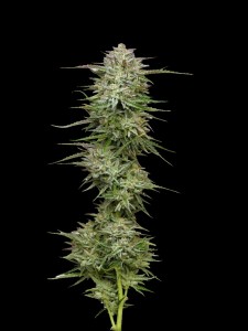 Pound Town Auto
