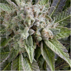 Auto Blue Pyramid