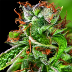 Double OG Haze Feminisiert